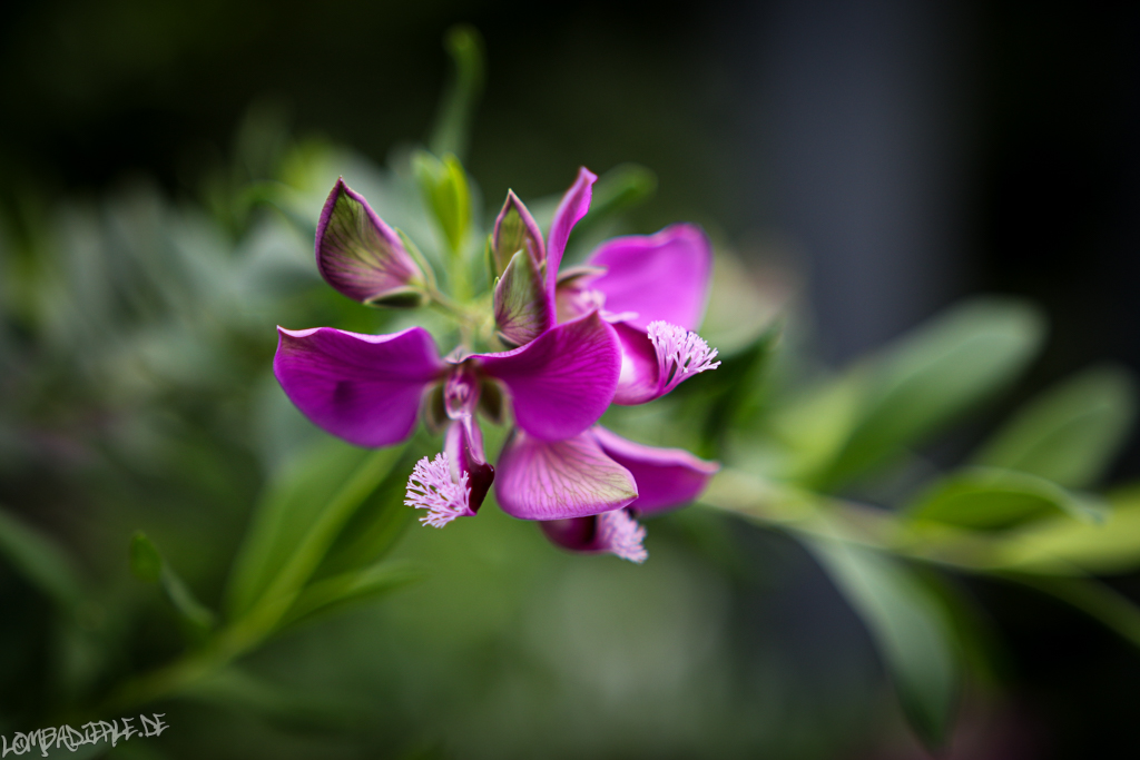 Der botanische Garten