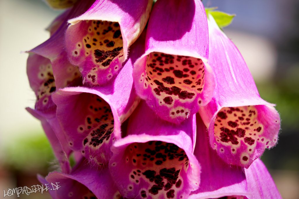 Sommerliche Eindrücke aus Omas Garten